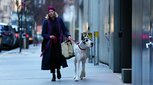 ‘The Friend’: Adaptation Has Bark but No Bite